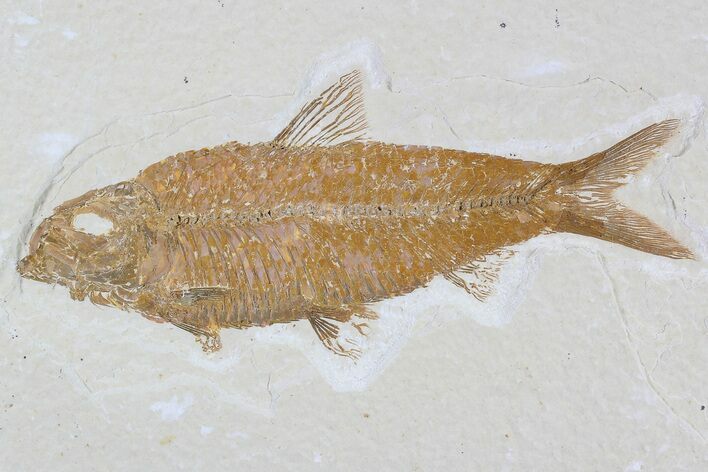 Knightia Fossil Fish - Wyoming #79884